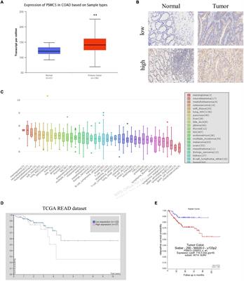 PSMC5 Promotes Proliferation and Metastasis of Colorectal Cancer by Activating Epithelial–Mesenchymal Transition Signaling and Modulating Immune Infiltrating Cells